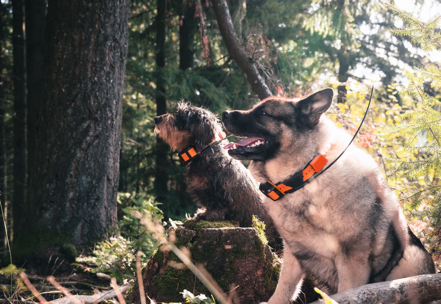 Alpha T20 Pejlhalsband, view: 8