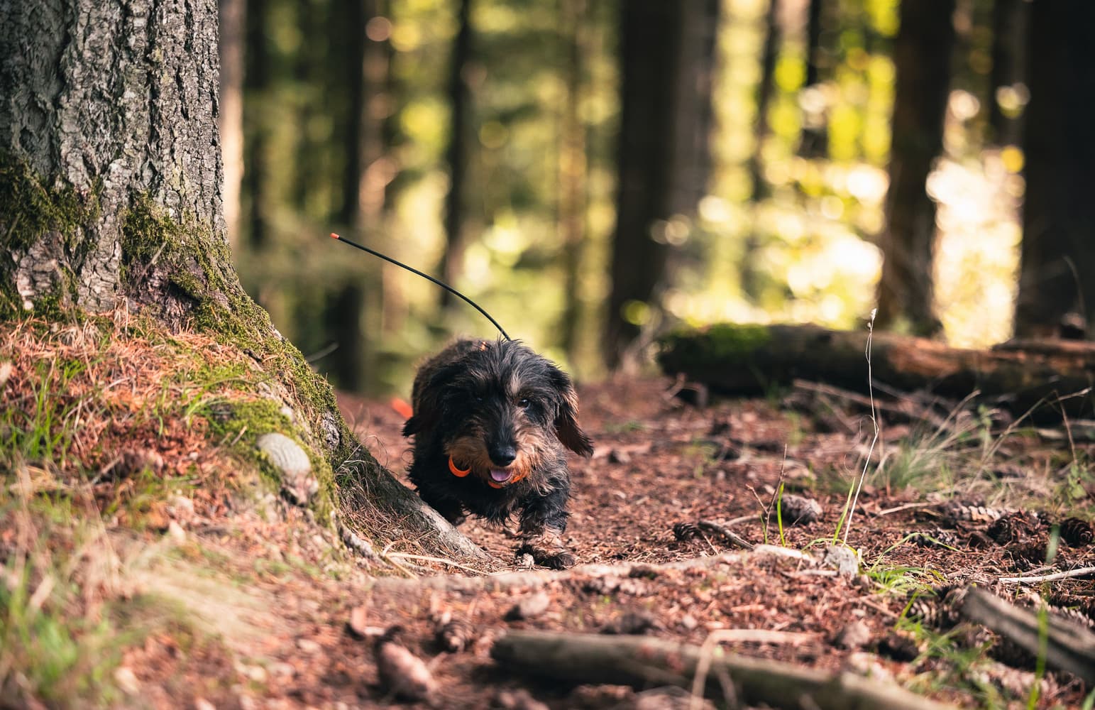 Alpha T20 Pejlhalsband, view: 7