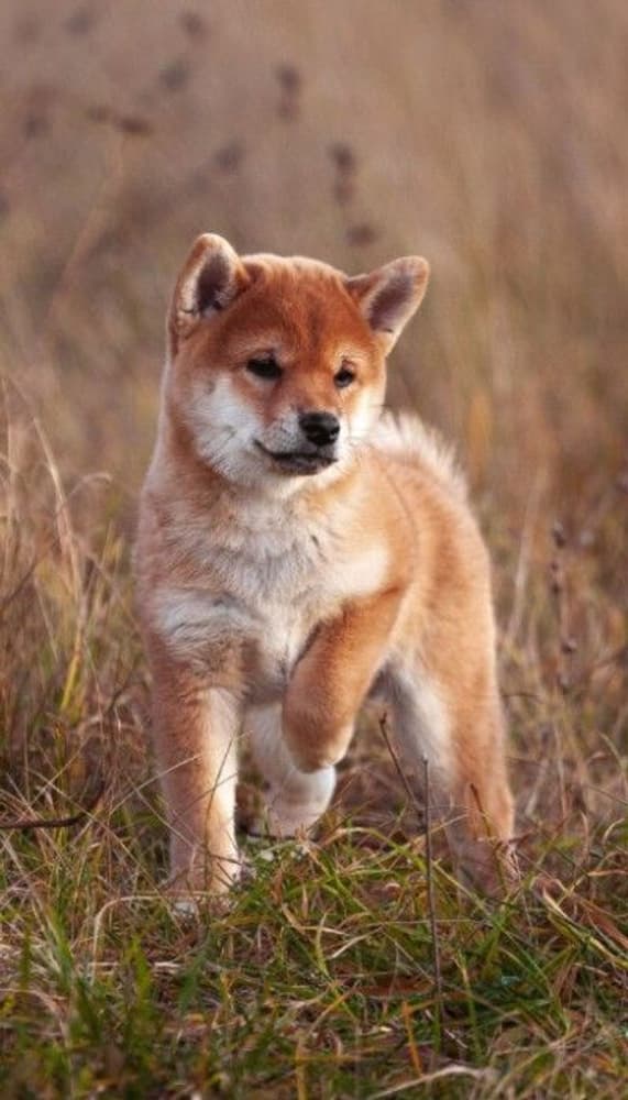 The Beginning 10 kg, view: 1