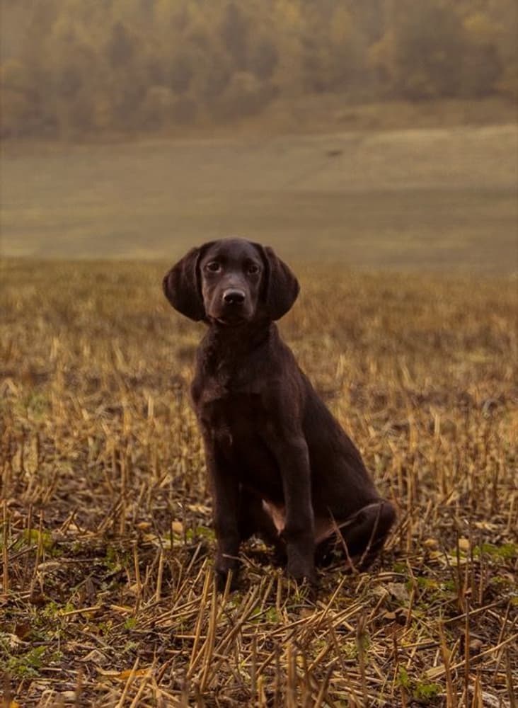 Our finest BEGINNING LARGE BREED 10 kg, view: 1