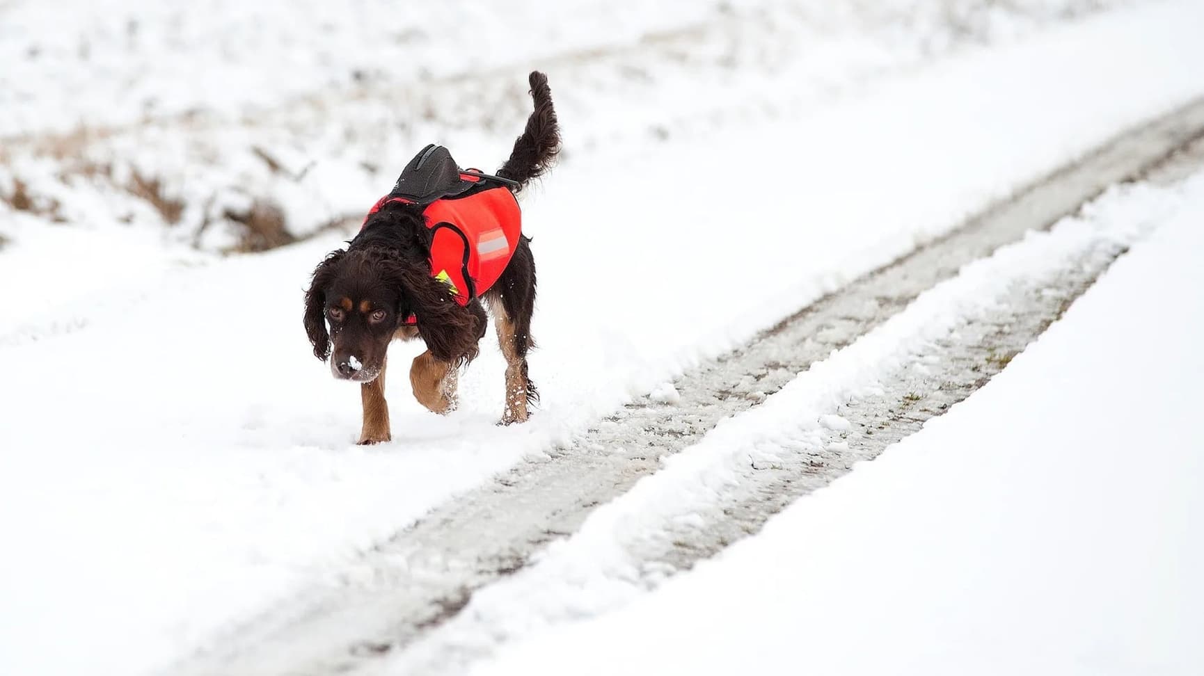 Dogtech GPS Signal Red, view: 2