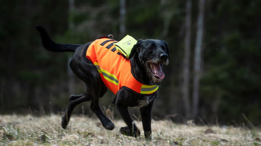 Dogtech HiVis Vest, view: 2