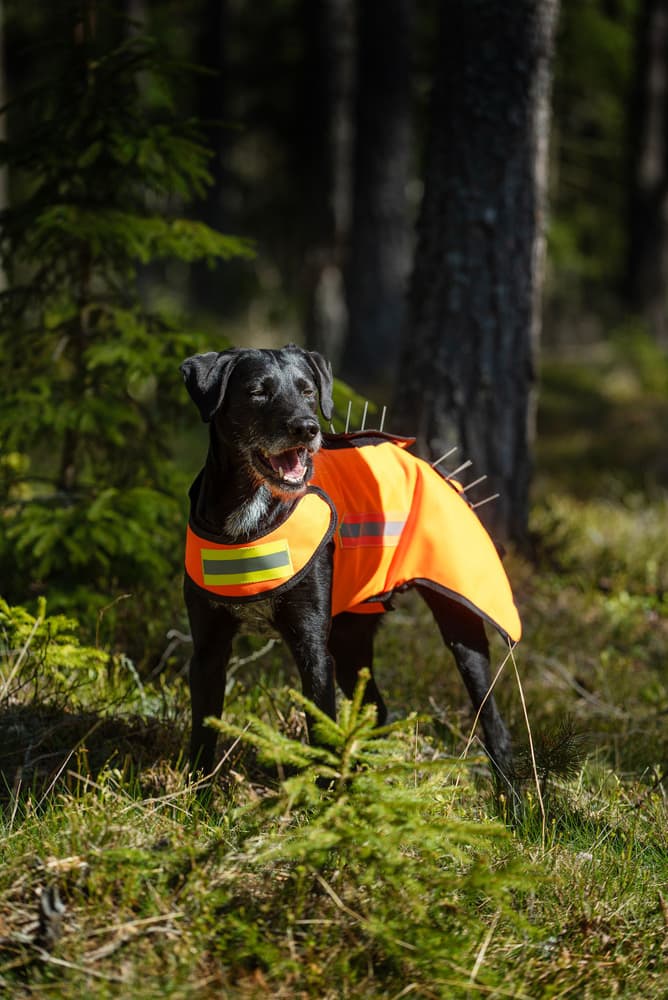 Dogtech One Generation 2 Add-On Vargstål, view: 5