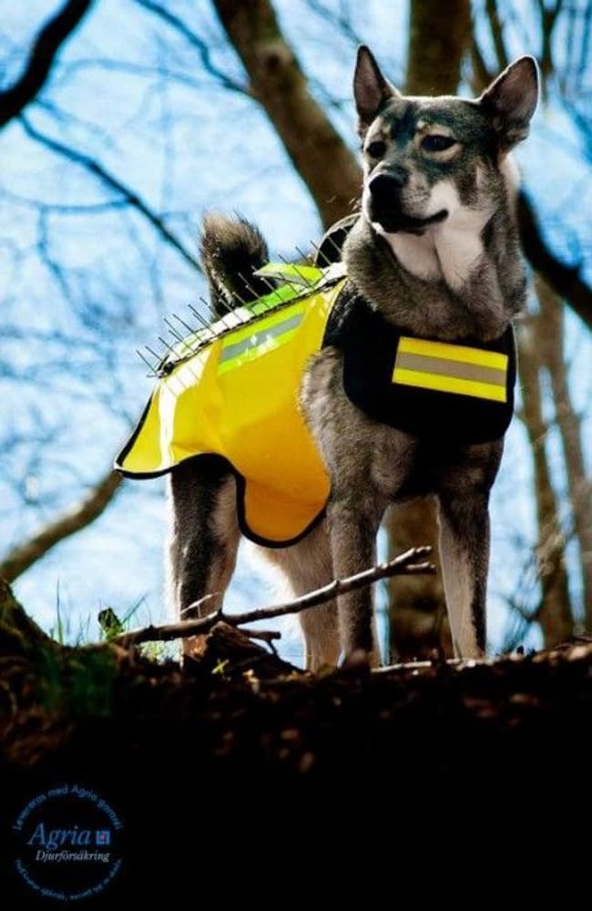 Pro Skyddsväst med fäste för Vargstål, view: 2