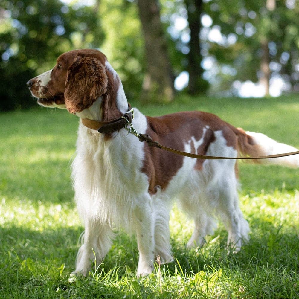 Signature Hundhalsband Brown/Mustard XS-S, view: 2