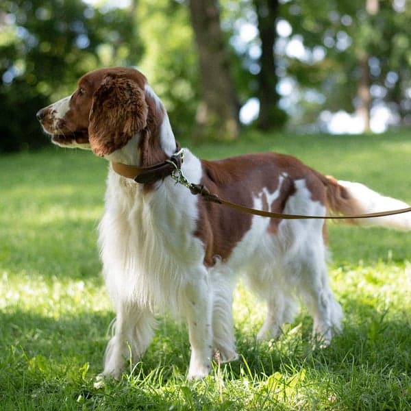 Signature Hundhalsband Brown/Mustard XS-S, view: 2