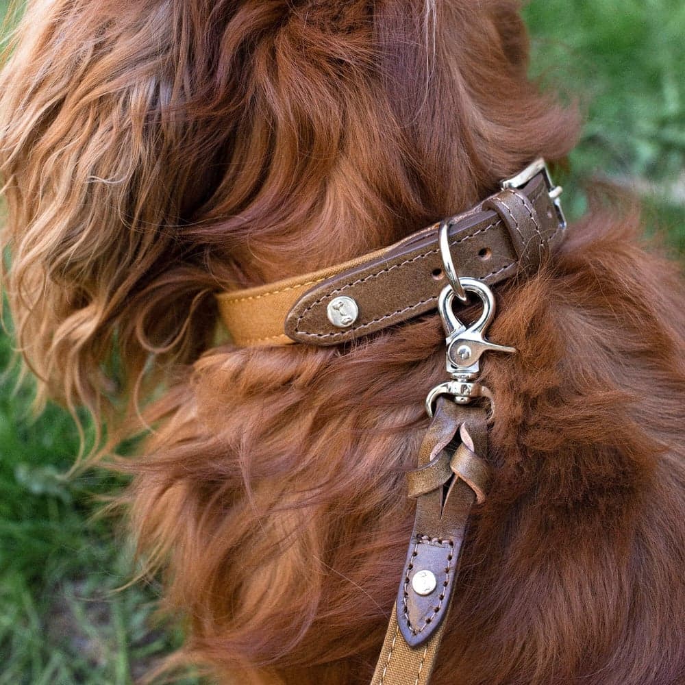 Signature Hundhalsband Brown/Mustard XS-S, view: 1