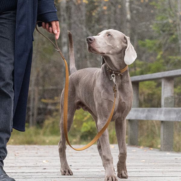 Signature Citykoppel Brown/Mustard Small, view: 2