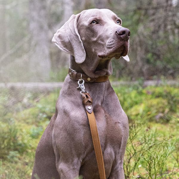 Signature Citykoppel Brown/Mustard Small, view: 3