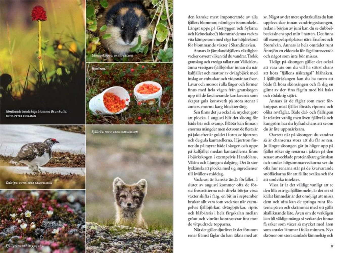 Fjällvandra i Jämtland, view: 1