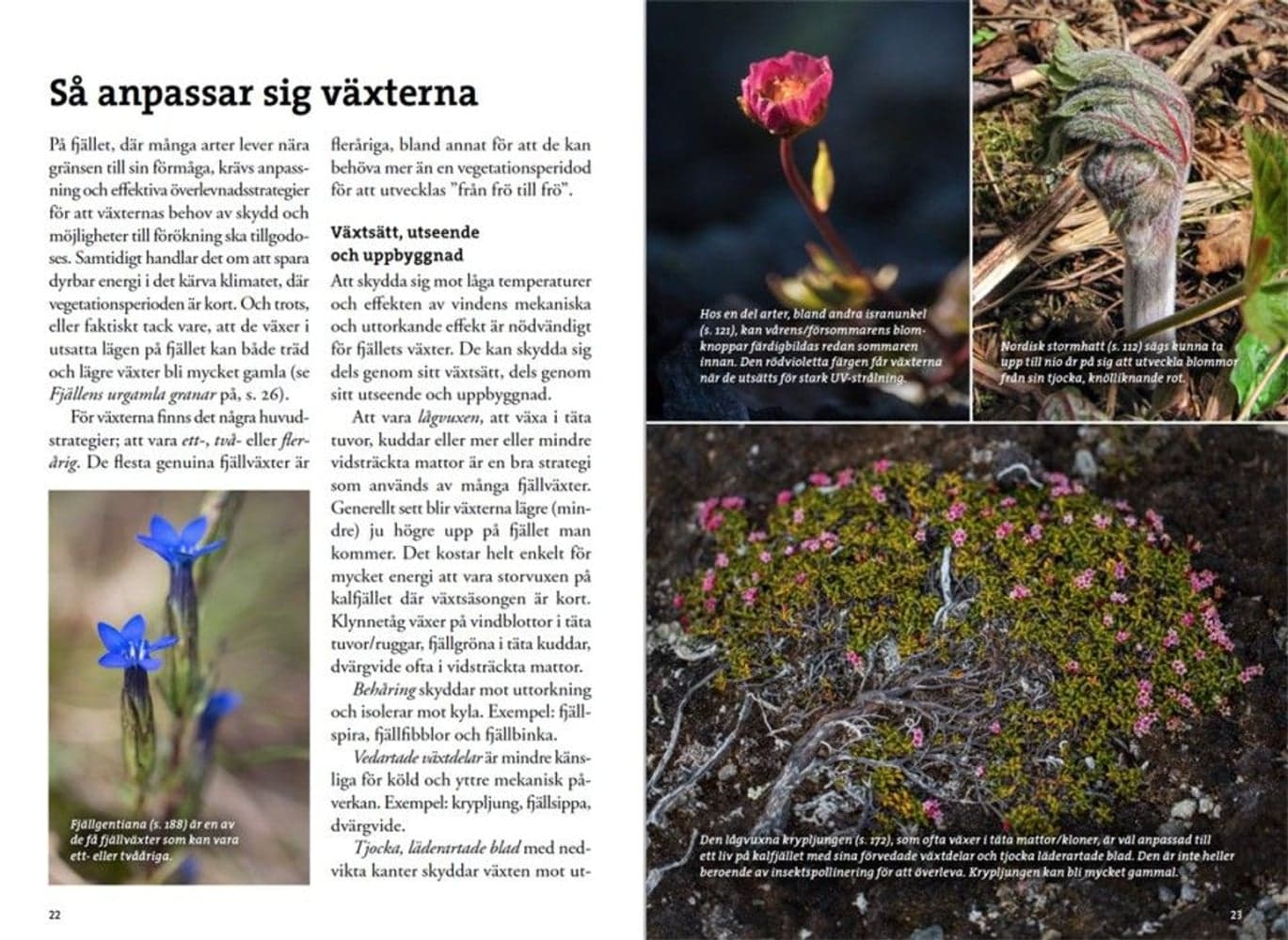 Flora för fjällvandrare, view: 1