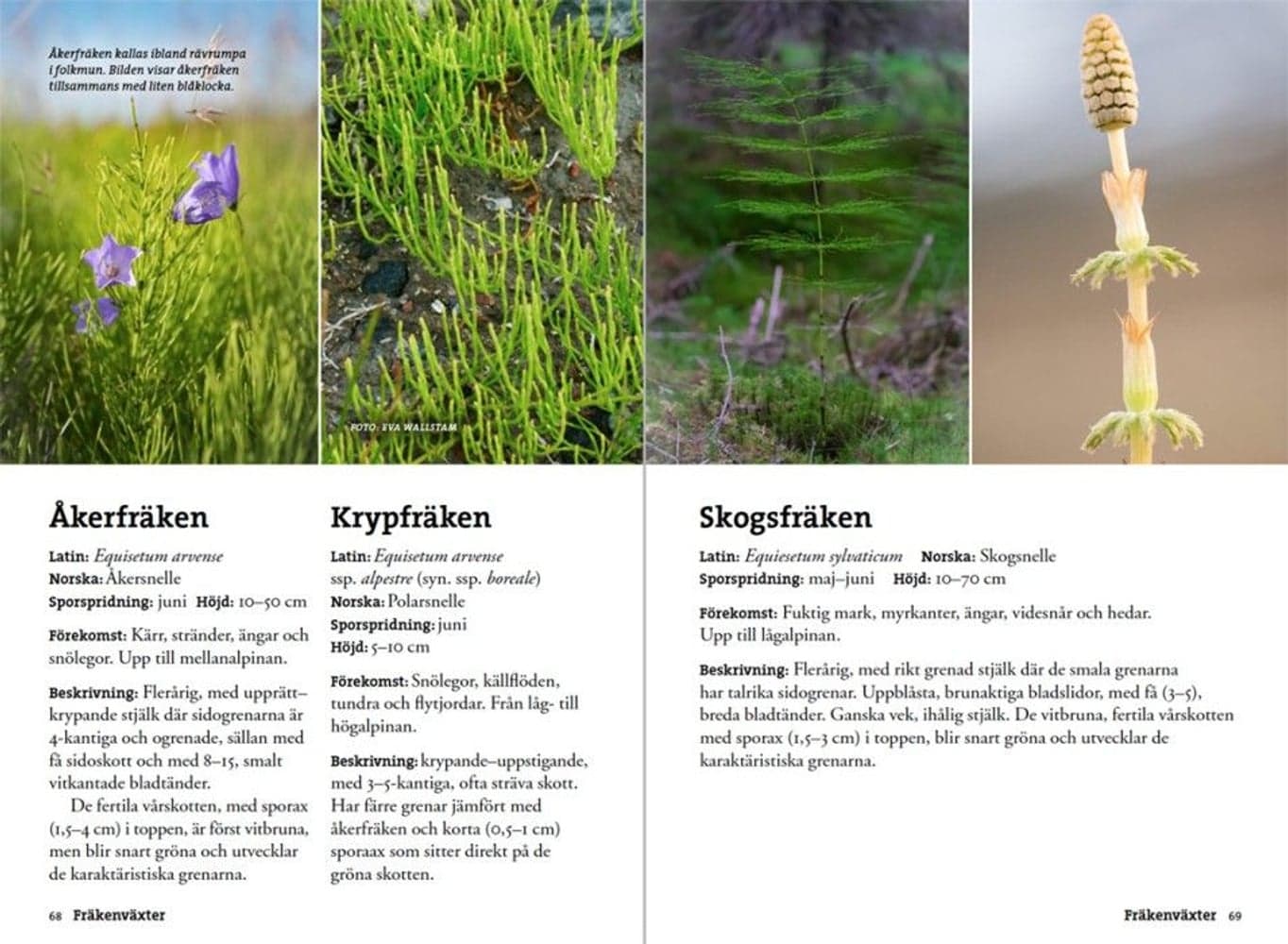 Flora för fjällvandrare, view: 4