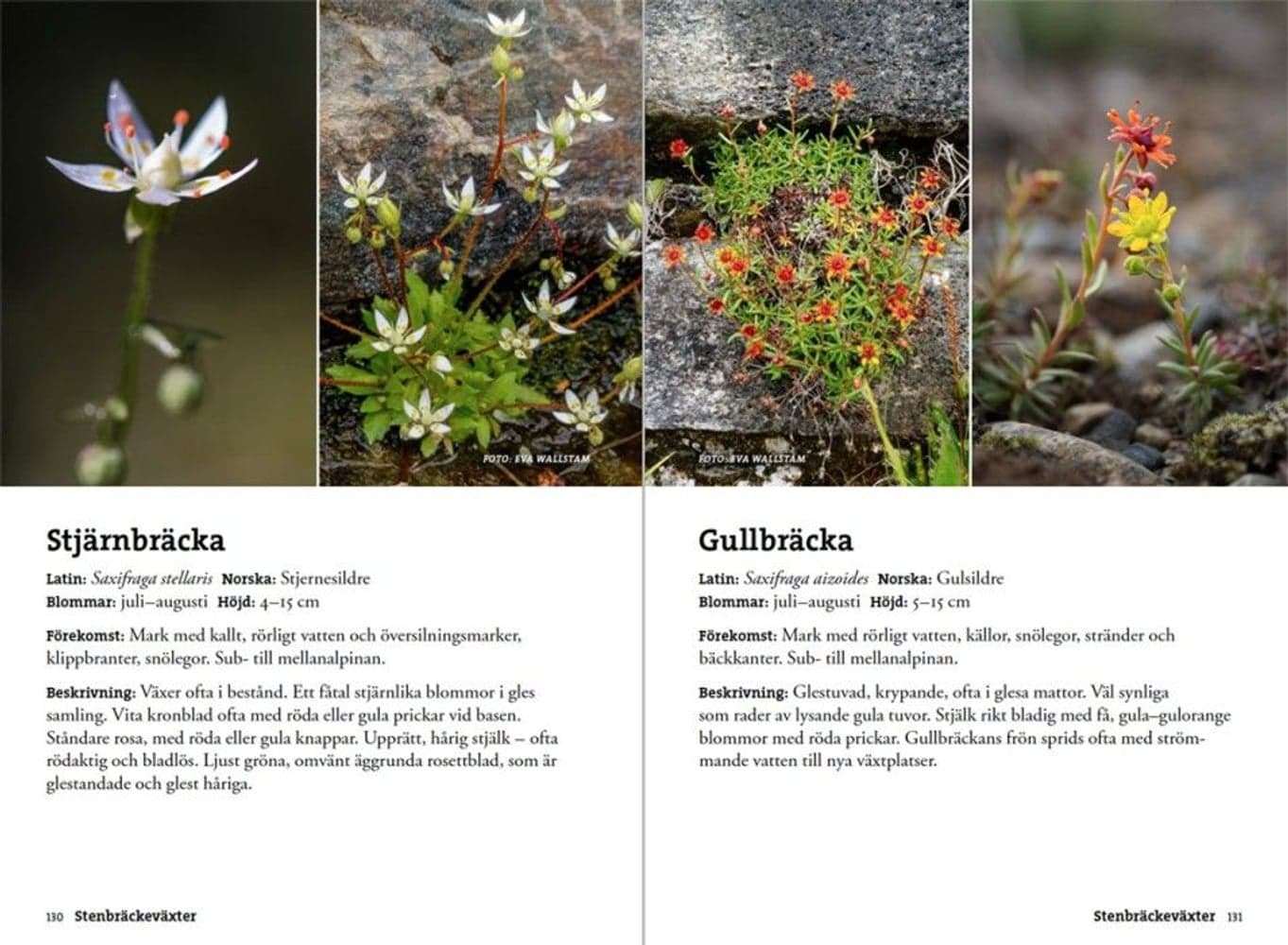 Flora för fjällvandrare, view: 5