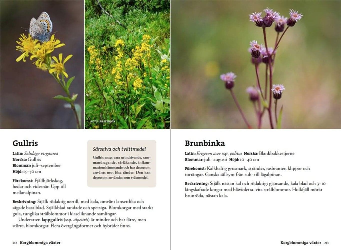 Flora för fjällvandrare, view: 7