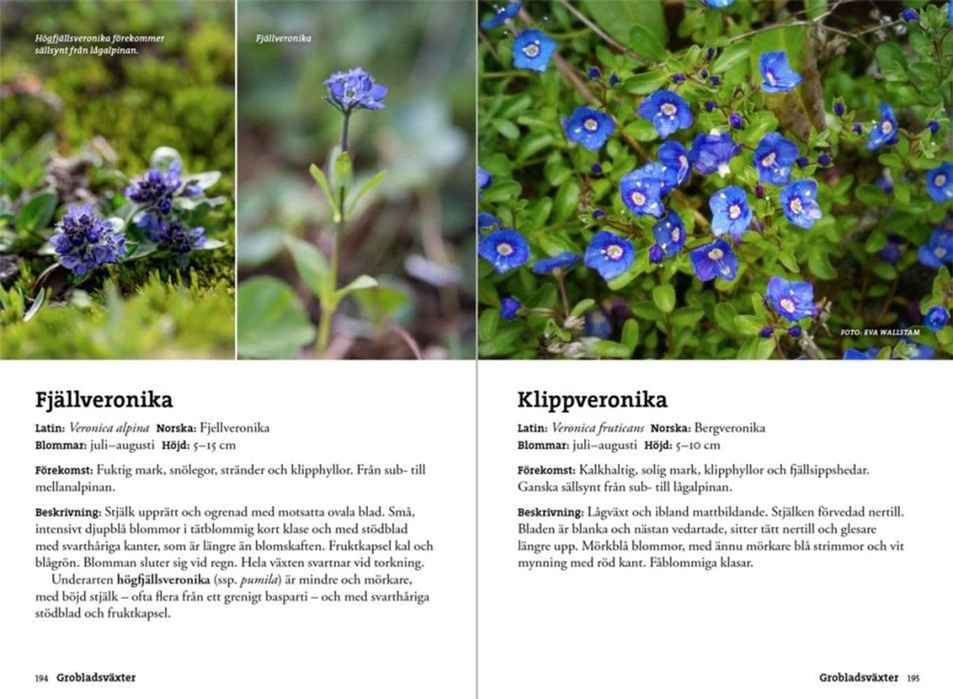 Flora för fjällvandrare, view: 6