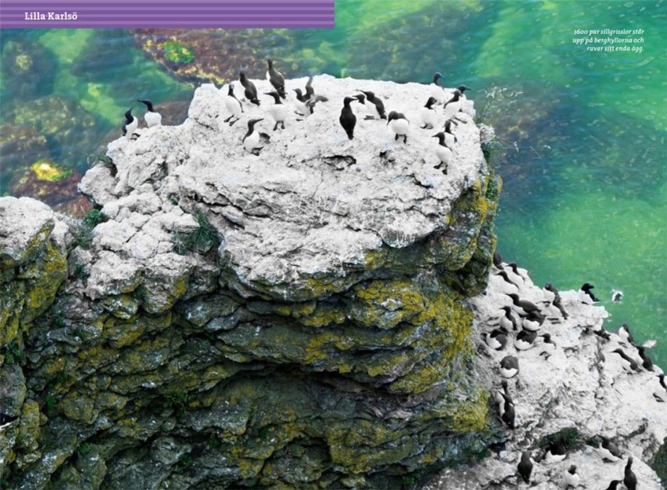 Vandra på Gotland 2:a upplagan, view: 2