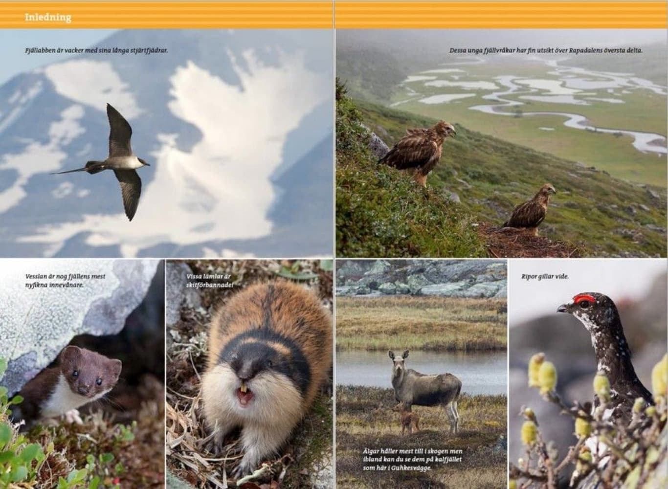 Fjällvandra i Sarek 2:a upplagan, view: 10