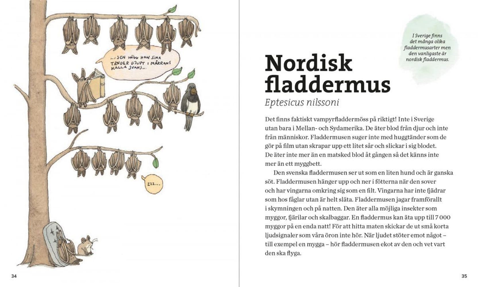 Svenska Däggdjur – lekfullt illustrerad fakta, view: 6