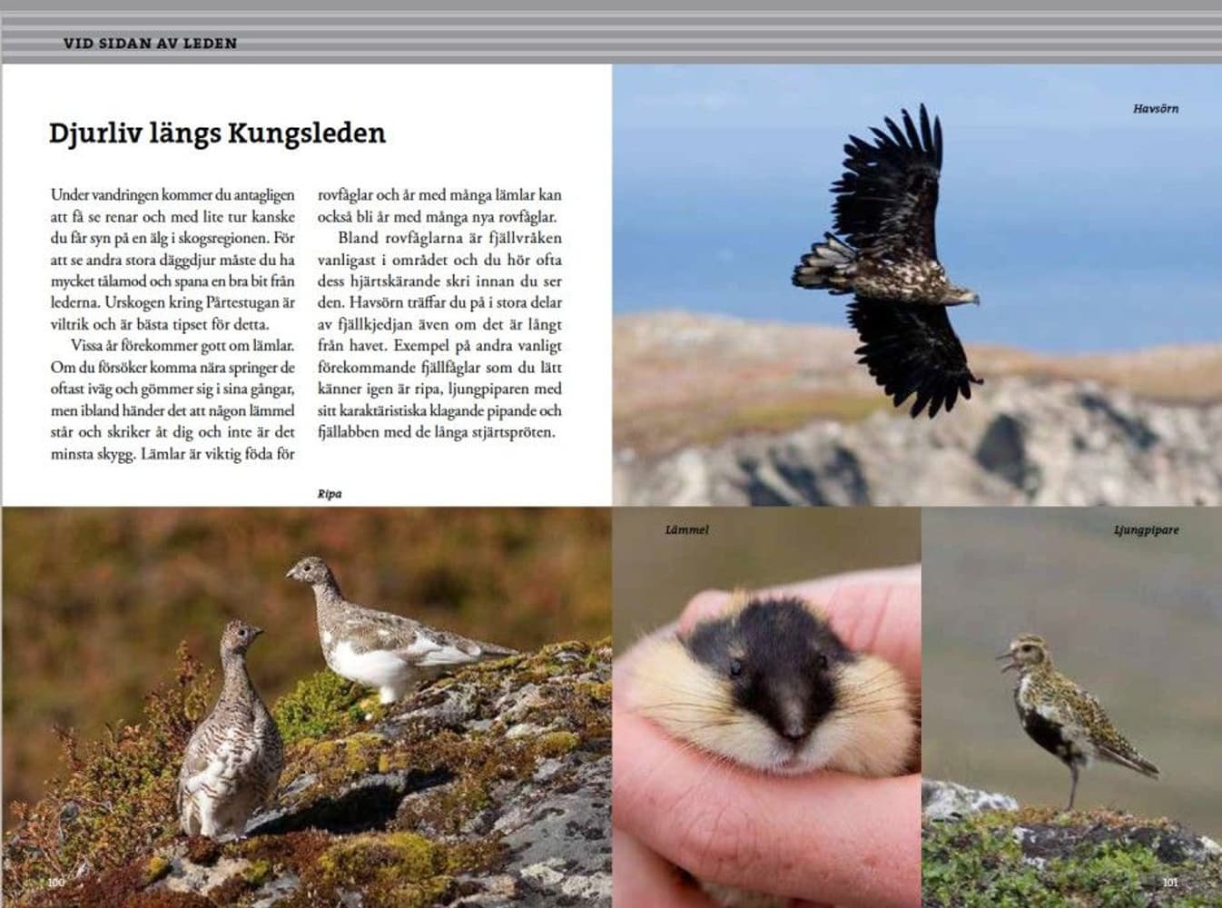 Fjällvandra längs Kungsleden: Abisko - Kvikkjokk 2:a uppl, view: 5