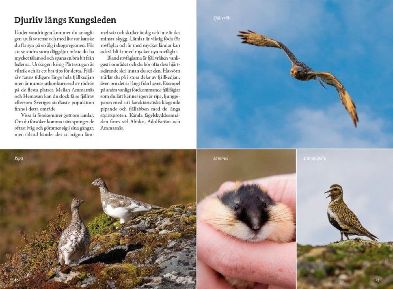 Fjällvandra längs Kungsleden Abisko - Hemavan 4:e upplagan, view: 1