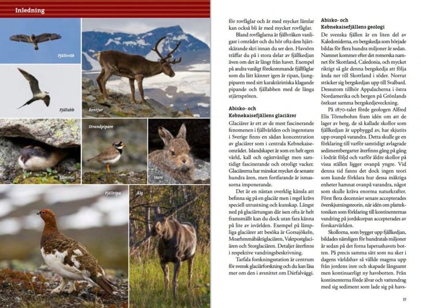 Fjällvandra kring Kebnekaise, Abisko och Riksgränsen 2:a upplagan, view: 1