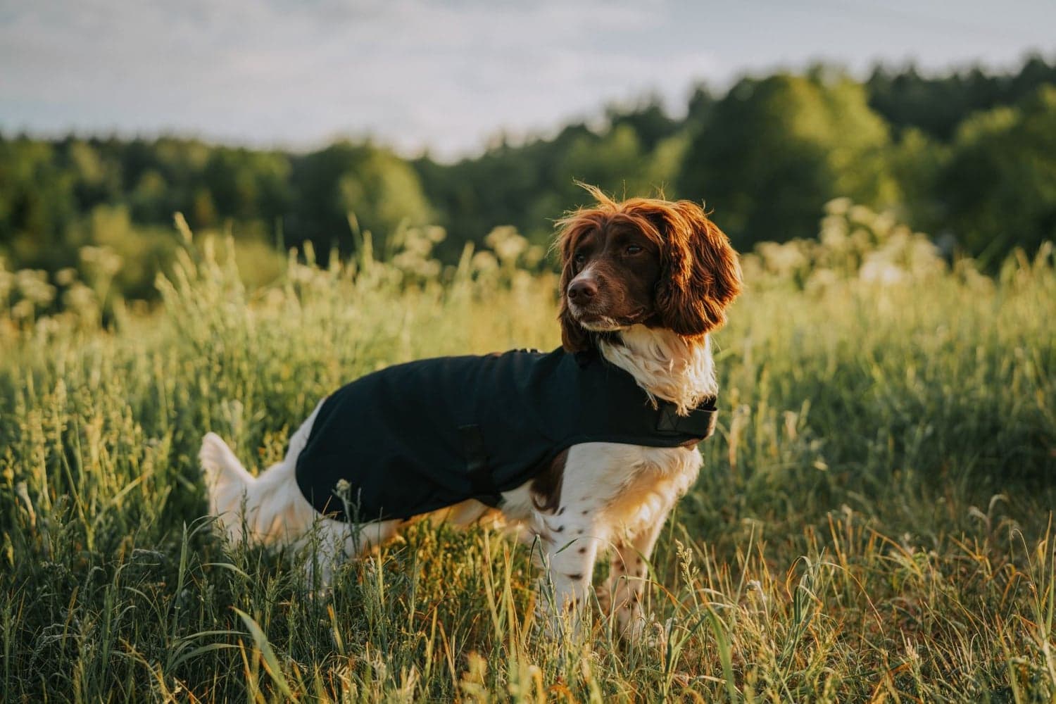 Hybrid Dog Rug Black, view: 1