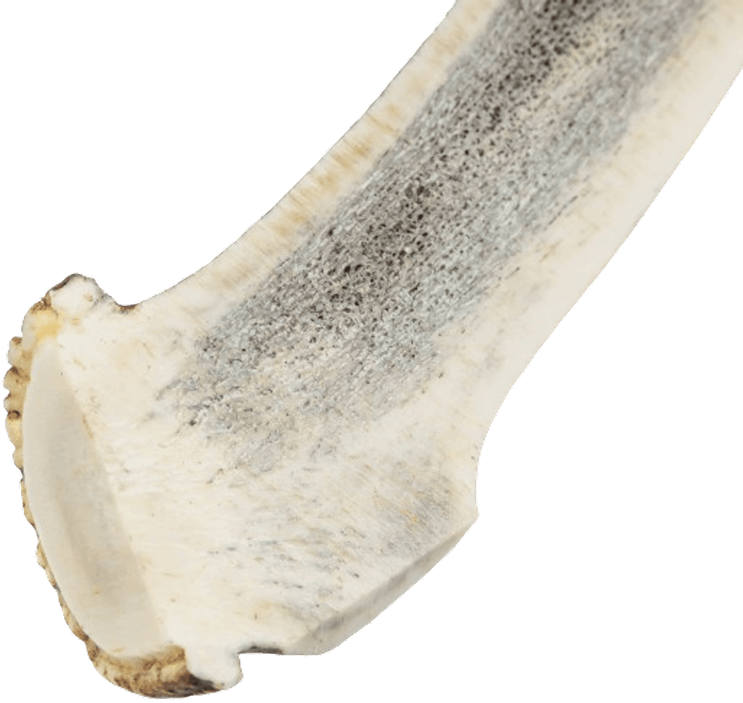 Naturligt Tuggben M Rådjurshorn, view: 1