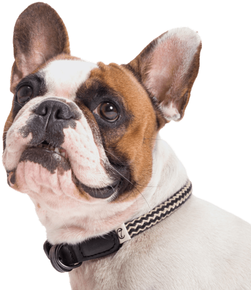 Collar Mauerpark XS-XL Zick Zack Black, view: 1