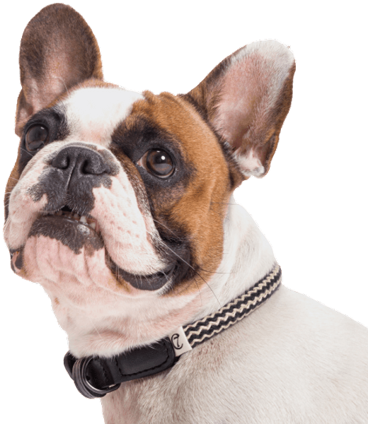 Collar Mauerpark XS-XL Zick Zack Black, view: 1