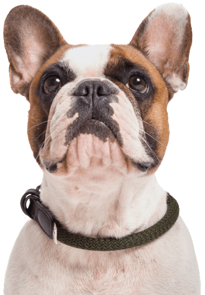 Collar Mauerpark XS-XL Olive, view: 1