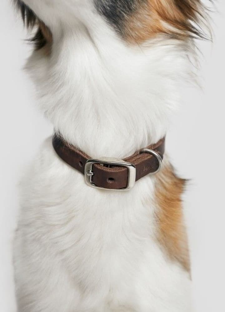 Halsband Riverside Park Size L-XL Saddle Brown, view: 3