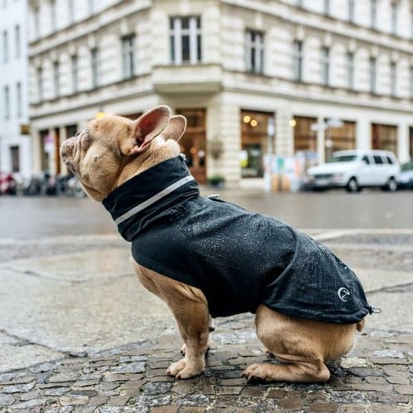 London French Bulldog Dog Raincoat strl 6 Slate, view: 0