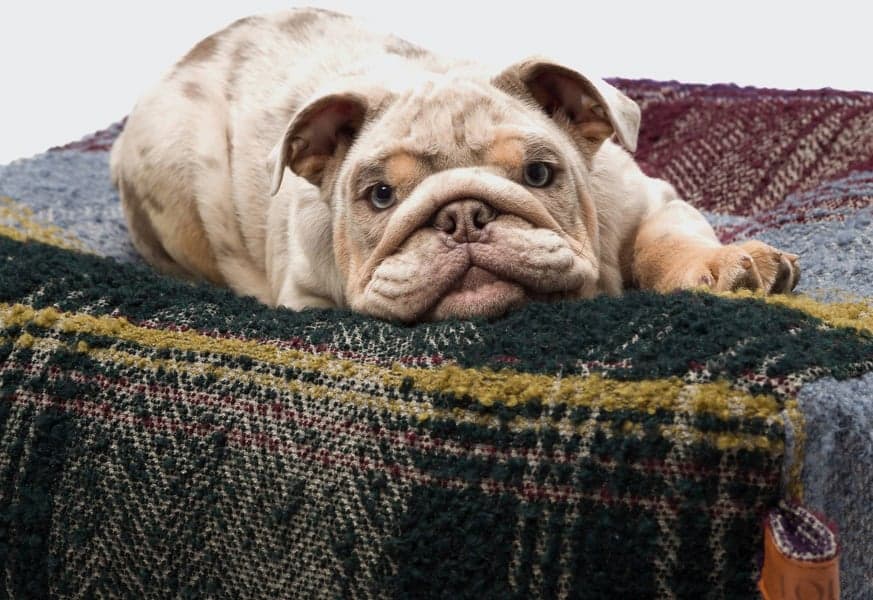 Cube L Tartan Purple, view: 3