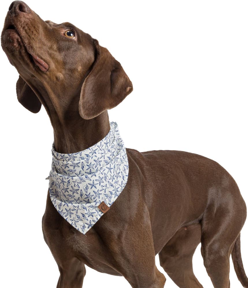 Bandana M Sea Stars, view: 4