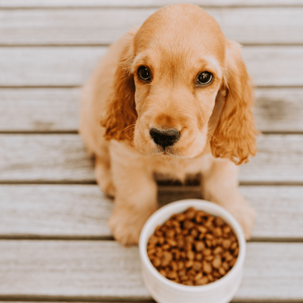 Puppy Love 2 kg, view: 2
