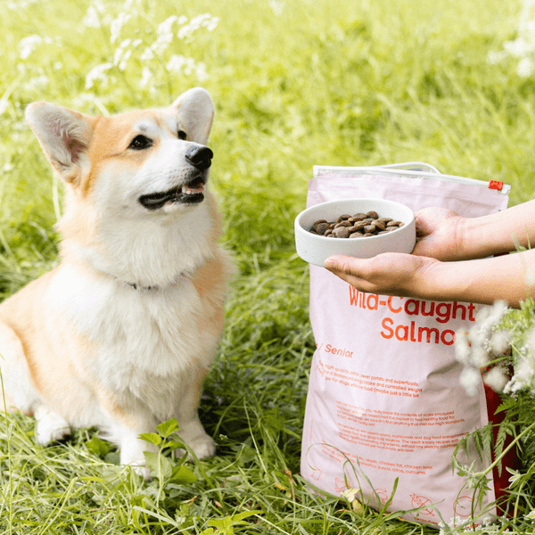 Wild Caught Salmon 12 kg, view: 2