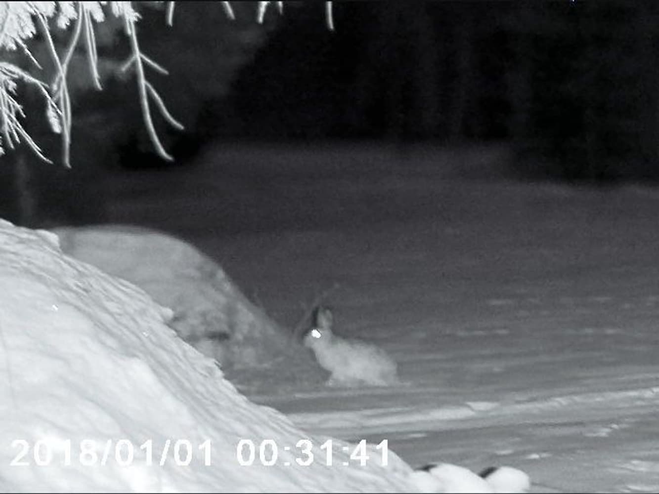 NV-400 Nattkikare, view: 8