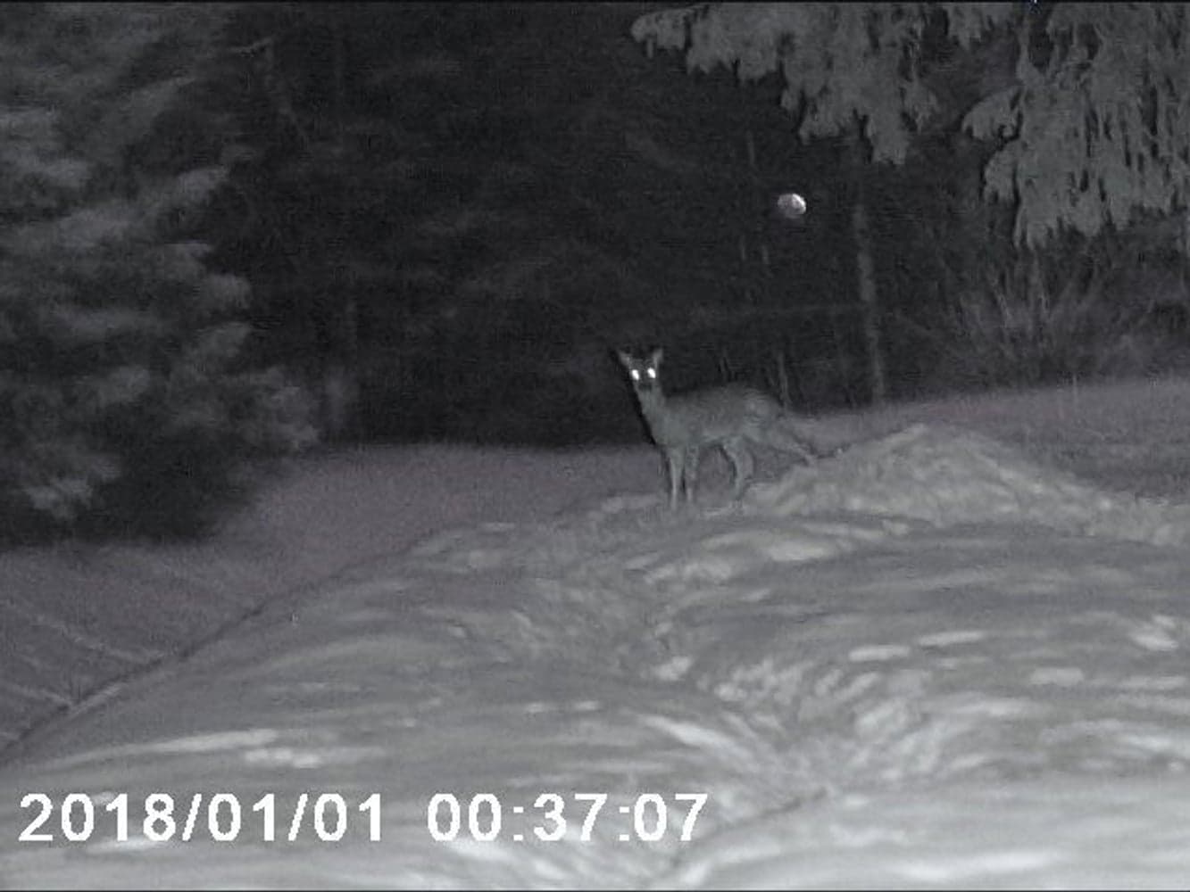 NV-400 Nattkikare, view: 6