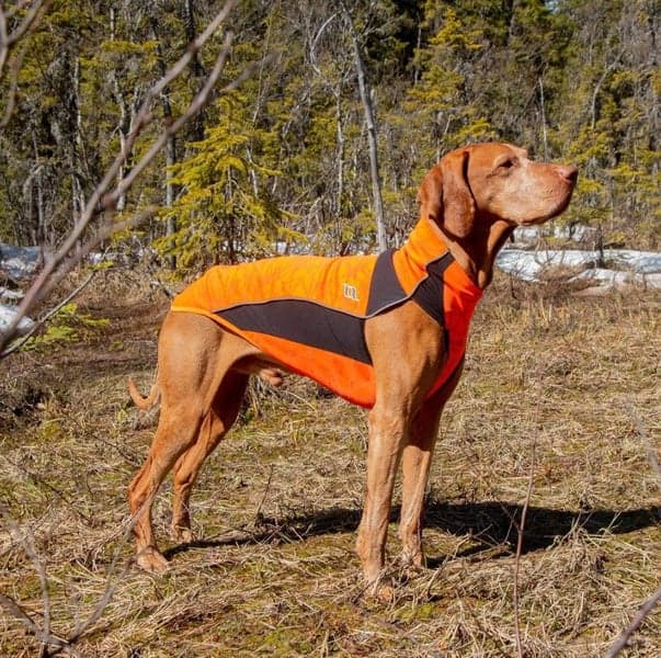Hundtröja Eddie 50-55 cm Orange, view: 1