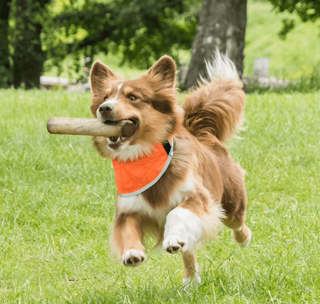 Draco Reflexbandana S-XL Orange, view: 2