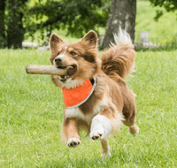 Draco Reflexbandana S-XL Orange - view: 2