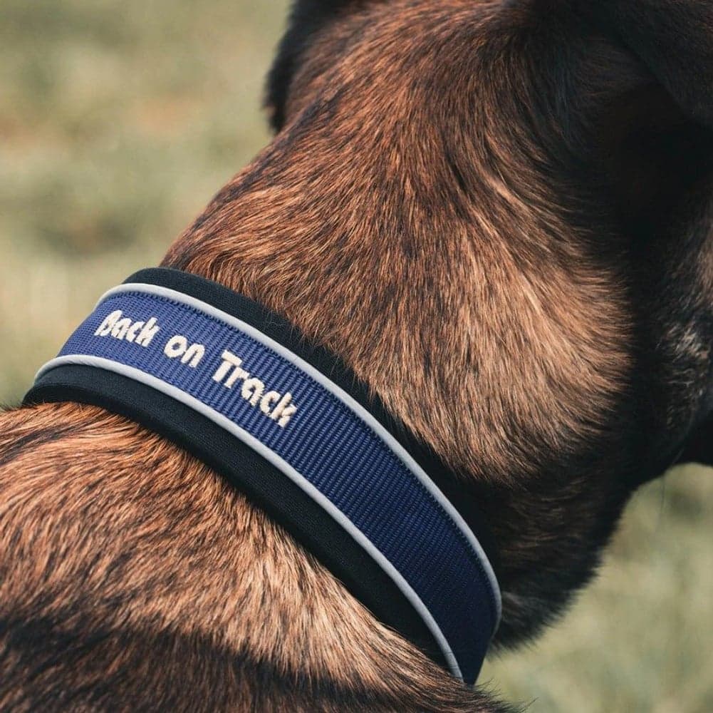 Charlie Hundhalsband 30-35 cm Blå, view: 1