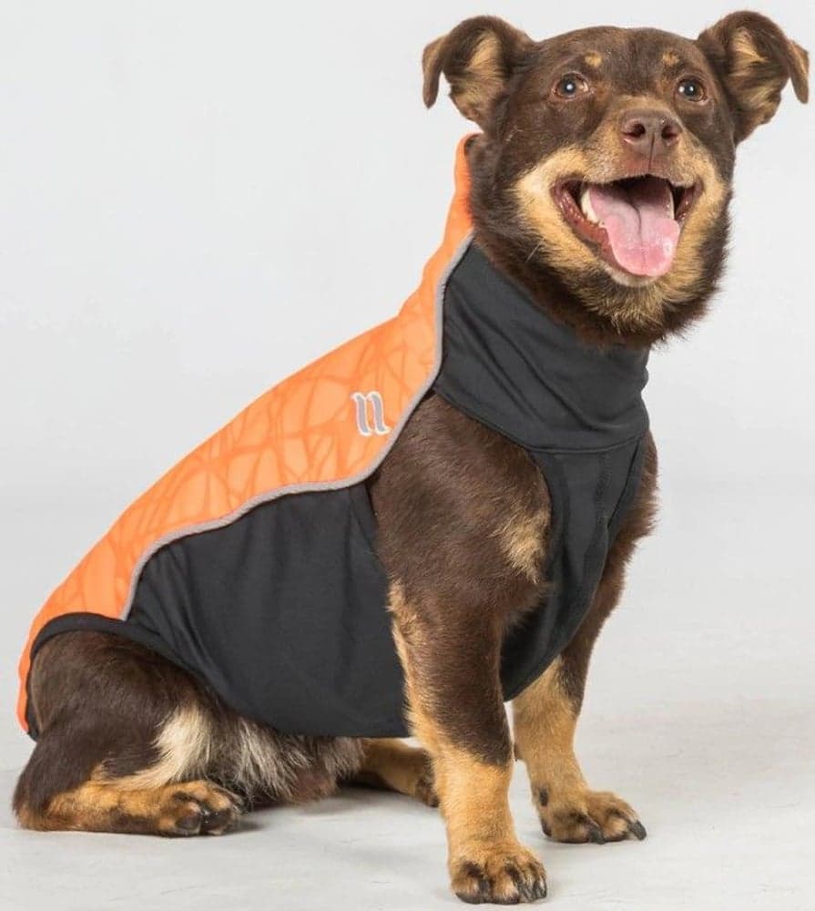 Hundtröja Eddie Småhundar 40 cm Orange, view: 2