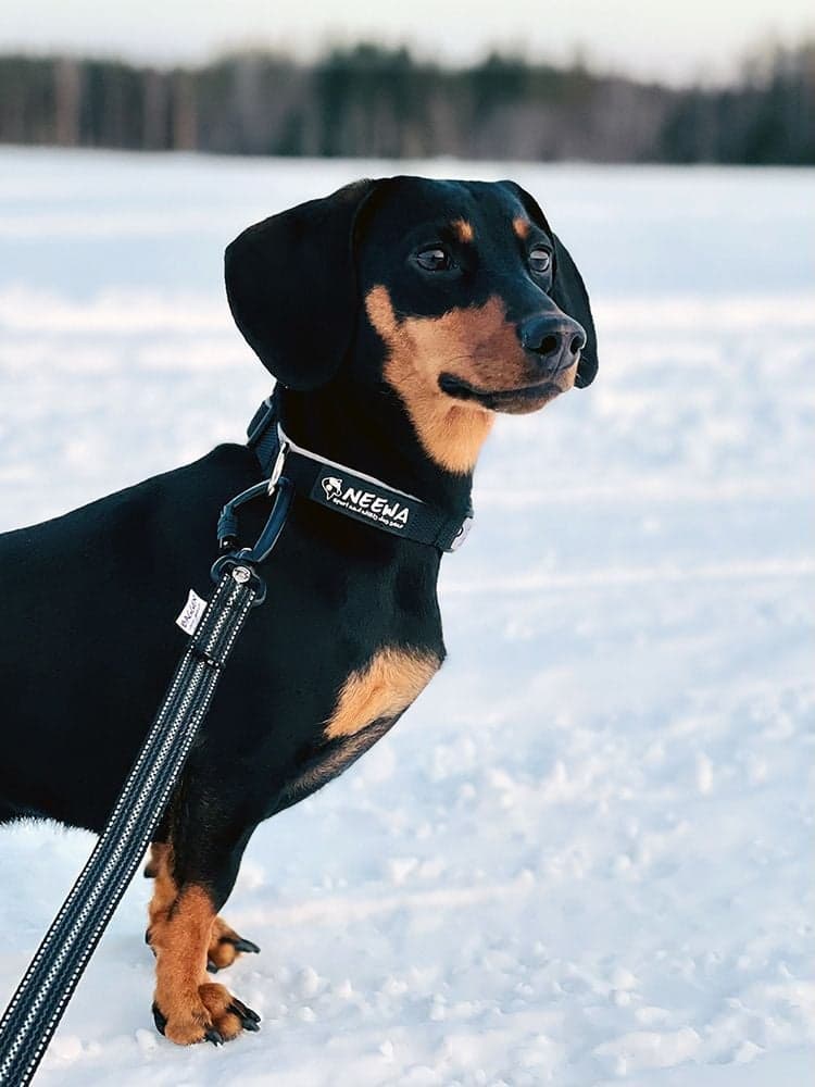 Koppel Reflex/Antiglid 2,4 m Grå Twistlock, view: 2