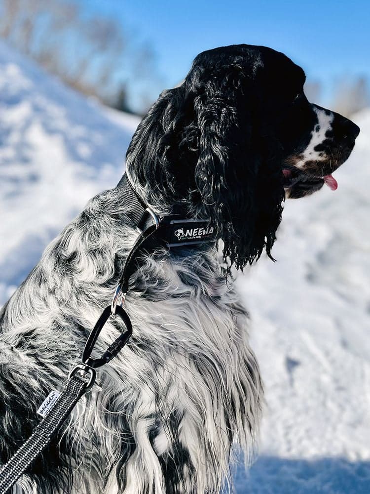 Koppel Reflex/Antiglid 1,9 m Grå Twistlock, view: 1