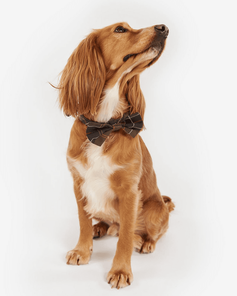 Tartan Dog Bow Tie Classic Tartan, view: 1