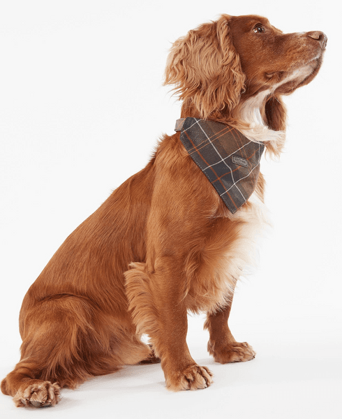 Tartan Dog Bandana Classic Tartan, view: 3