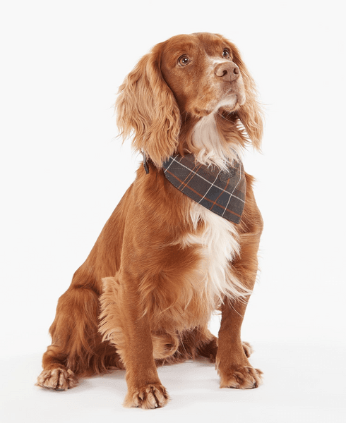 Tartan Dog Bandana Classic Tartan, view: 2