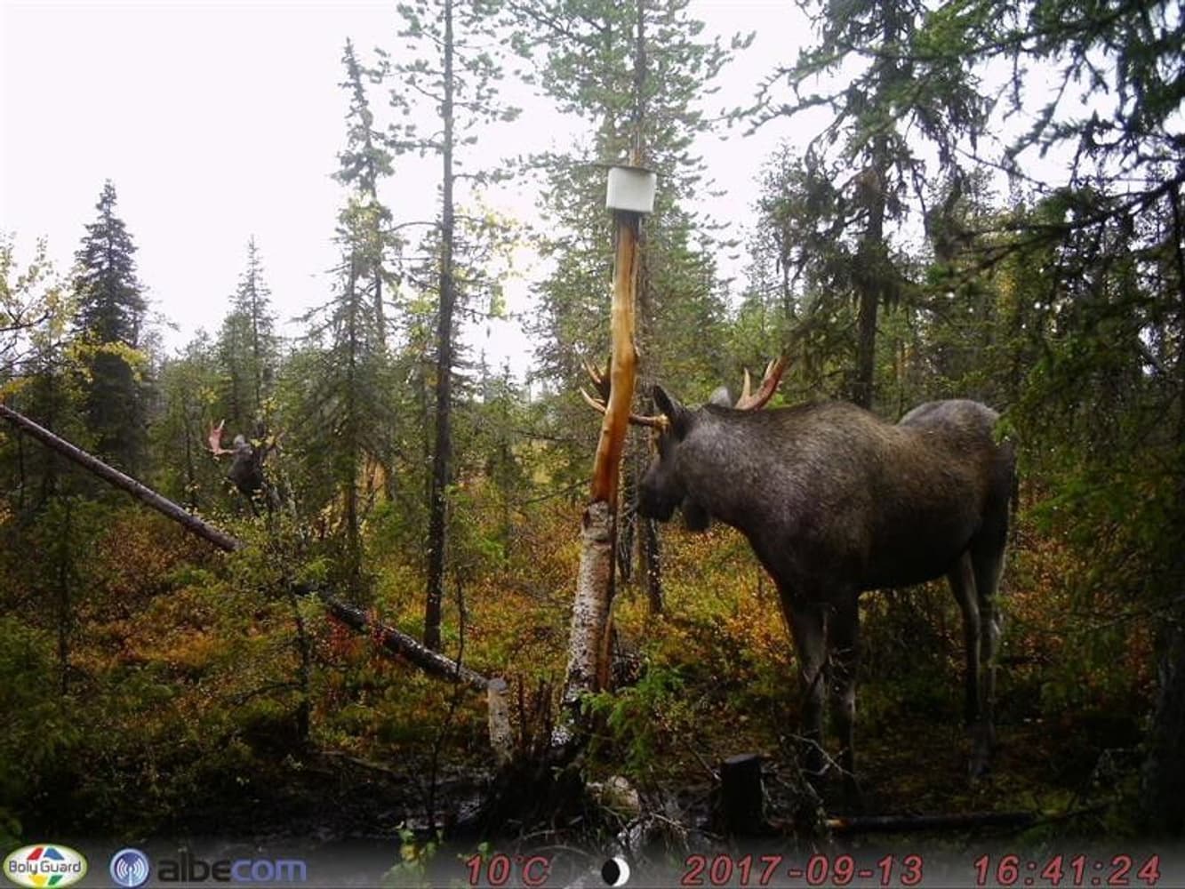 Åtelkamera MG883X Sändande 14MP HD, view: 1