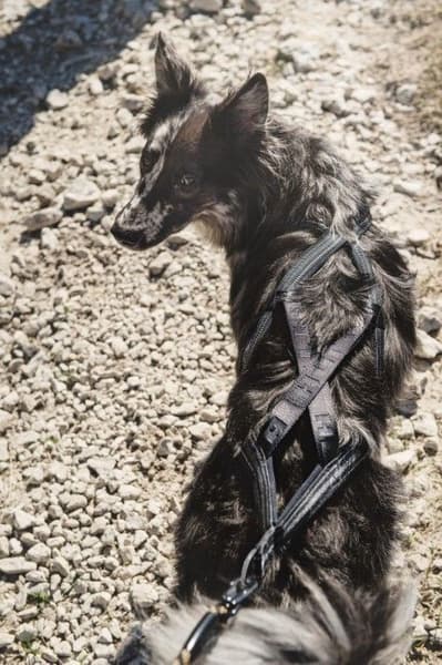 X-Sport Dragsele, view: 2